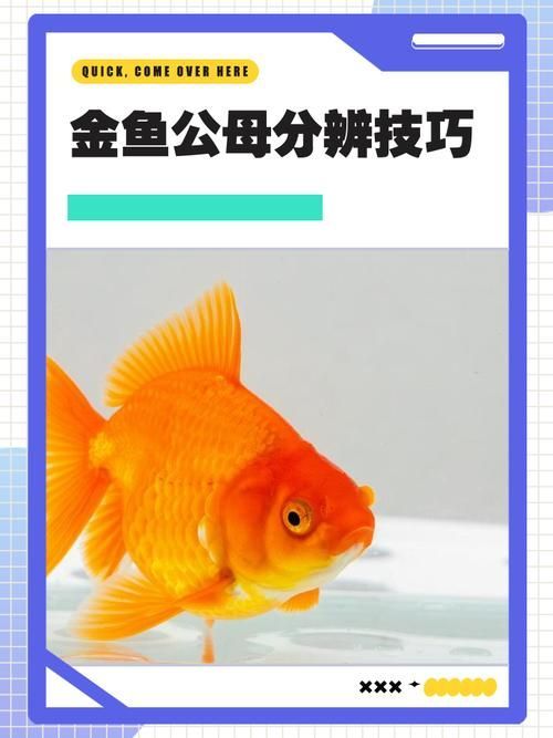如何判斷非洲金鼓魚是否成熟？，如何判斷非洲金鼓魚是否生理？ 如何判斷非洲金鼓魚是否成熟？，如何判斷非洲金鼓魚是否生理？ 龍魚百科 第6張