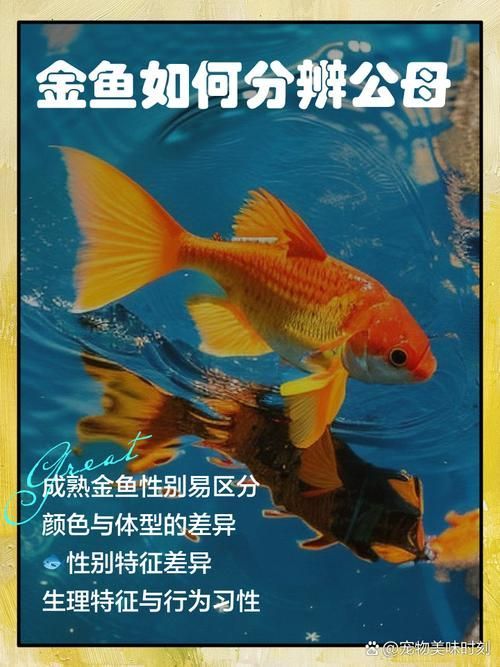 如何判斷非洲金鼓魚是否成熟？，如何判斷非洲金鼓魚是否生理？ 如何判斷非洲金鼓魚是否成熟？，如何判斷非洲金鼓魚是否生理？ 龍魚百科 第5張