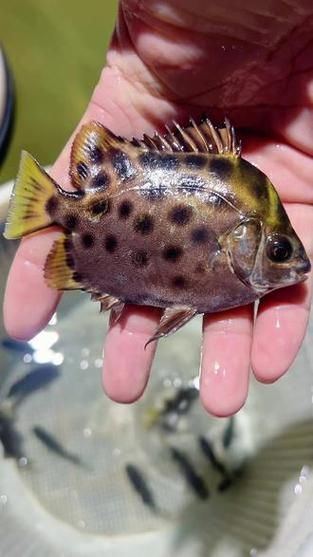 如何判斷非洲金鼓魚是否成熟？，如何判斷非洲金鼓魚是否生理？ 如何判斷非洲金鼓魚是否成熟？，如何判斷非洲金鼓魚是否生理？ 龍魚百科 第4張