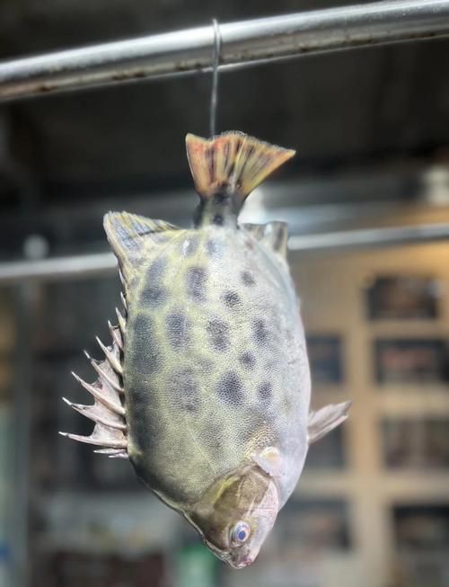 如何判斷非洲金鼓魚是否成熟？，如何判斷非洲金鼓魚是否生理？ 如何判斷非洲金鼓魚是否成熟？，如何判斷非洲金鼓魚是否生理？ 龍魚百科 第1張