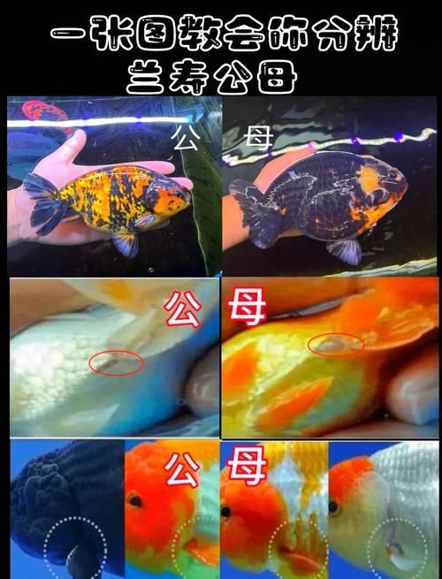 如何判斷非洲金鼓魚是否成熟？，如何判斷非洲金鼓魚是否生理？ 如何判斷非洲金鼓魚是否成熟？，如何判斷非洲金鼓魚是否生理？ 龍魚百科 第2張