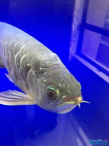 給我一些龍魚黑鱗立鱗病的圖片,龍魚出現黑鱗立鱗病是什么原因 龍魚百科 第10張 給我一些龍魚黑鱗立鱗病的圖片,龍魚出現黑鱗立鱗病是什么原因 給我一些龍魚黑鱗立鱗病的圖片,龍魚出現黑鱗立鱗病是什么原因 龍魚百科 第10張