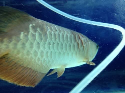 給我一些龍魚黑鱗立鱗病的圖片,龍魚出現黑鱗立鱗病是什么原因 龍魚百科 第7張 給我一些龍魚黑鱗立鱗病的圖片,龍魚出現黑鱗立鱗病是什么原因 給我一些龍魚黑鱗立鱗病的圖片,龍魚出現黑鱗立鱗病是什么原因 龍魚百科 第7張