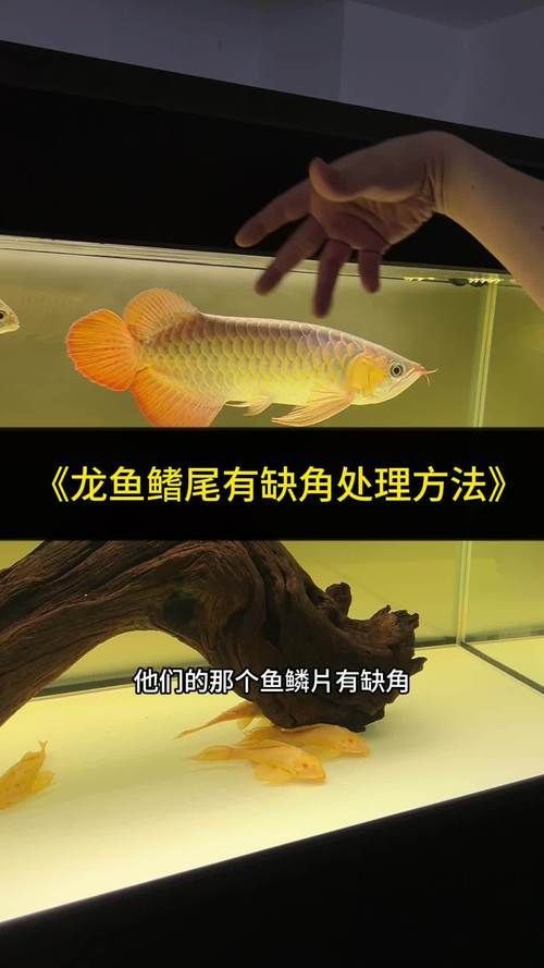 能提供一些預防龍魚腸道寄生蟲感染的圖片嗎,如何預防龍魚腸道寄生蟲感染? 龍魚百科 第10張 能提供一些預防龍魚腸道寄生蟲感染的圖片嗎,如何預防龍魚腸道寄生蟲感染? 能提供一些預防龍魚腸道寄生蟲感染的圖片嗎,如何預防龍魚腸道寄生蟲感染? 龍魚百科 第10張