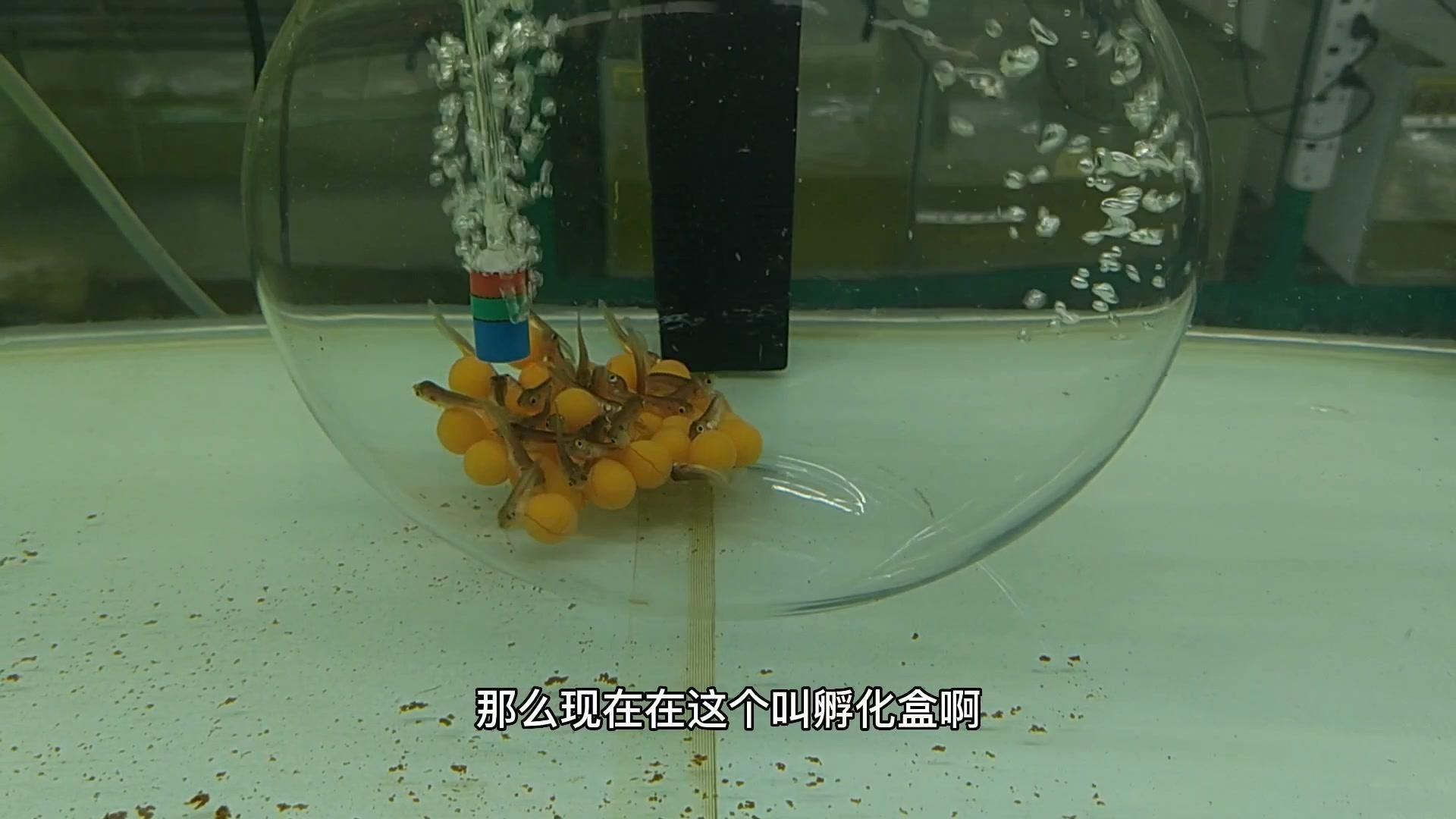 魚缸過濾器選購指南:自制魚缸過濾器魚缸上置過濾器對于養(yǎng)魚愛好者的必備知識 金龍魚幼苗的市場價格走勢,金龍魚幼苗價格走勢分析 龍魚百科 金龍魚幼苗的市場價格走勢,金龍魚幼苗價格走勢分析 金龍魚幼苗的市場價格走勢,金龍魚幼苗價格走勢分析 龍魚百科