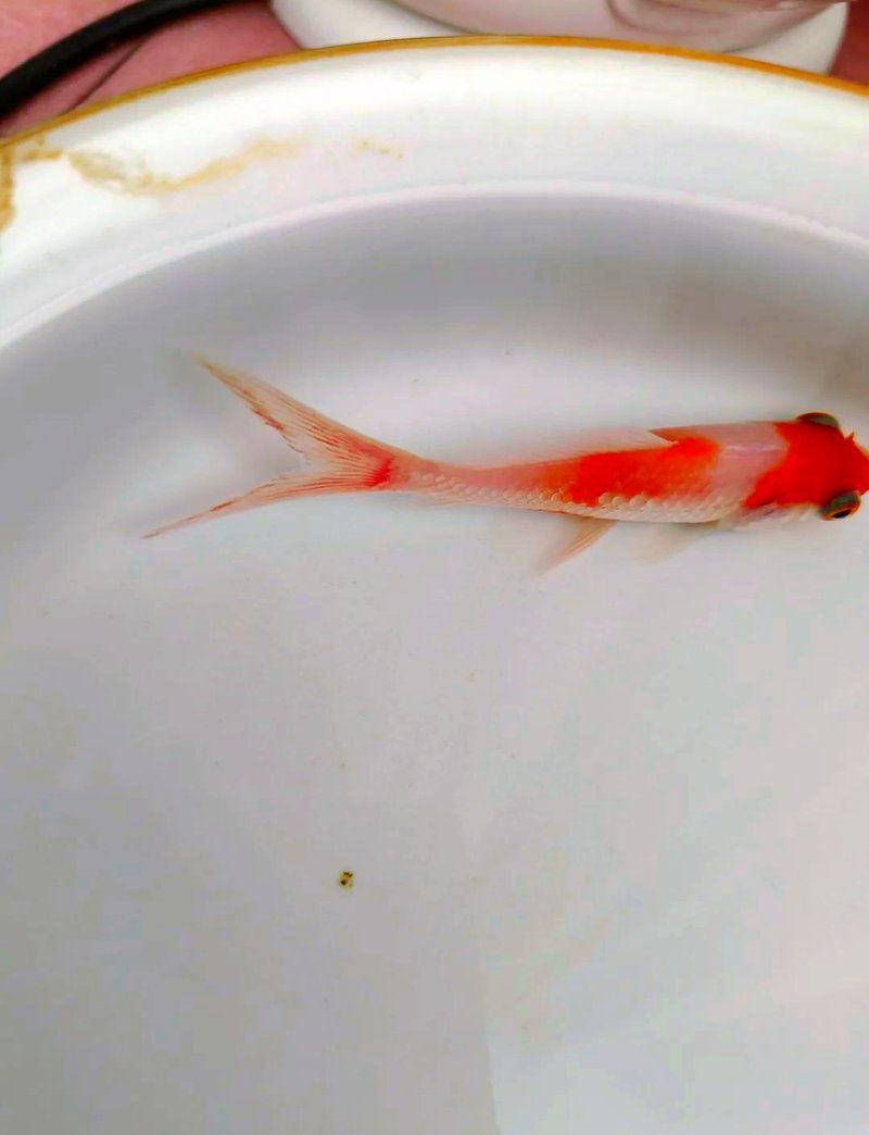 充血魚如何治療，充血魚的治療方法