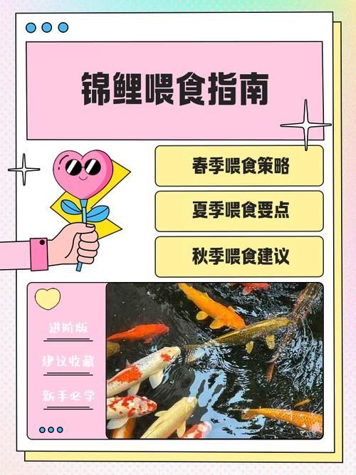 如何延長丹頂錦鯉的壽命？，如何延長丹頂錦鯉壽命 如何延長丹頂錦鯉的壽命？，如何延長丹頂錦鯉壽命 龍魚百科 第7張