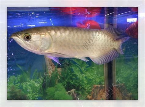 龍魚和大魚混養會怎么樣?,龍魚和大魚混養的極易導致龍魚和大魚混養會怎么樣 龍魚百科 第3張 龍魚和大魚混養會怎么樣?,龍魚和大魚混養的極易導致龍魚和大魚混養會怎么樣 龍魚和大魚混養會怎么樣?,龍魚和大魚混養的極易導致龍魚和大魚混養會怎么樣 龍魚百科 第3張