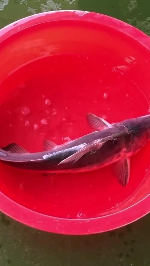 鳳臺龍魚的養殖方法 龍魚百科 第3張 鳳臺龍魚的養殖方法 鳳臺龍魚的養殖方法 龍魚百科 第3張