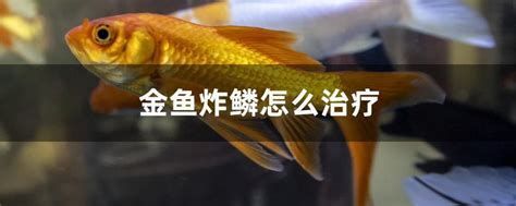 金魚大肚子炸鱗是怎么回事，金魚大肚子炸鱗怎么回事