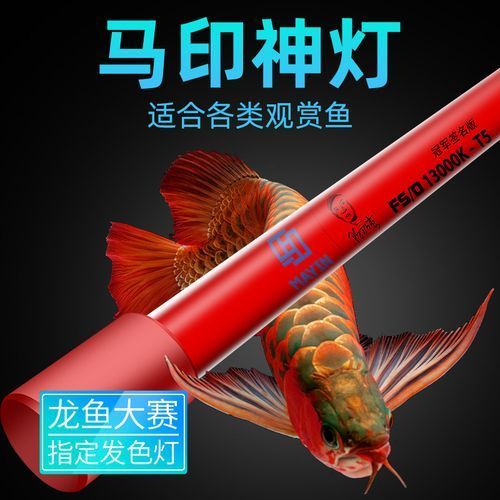 如何判斷龍魚是否適合用LED燈發色?,如何判斷龍體色是否適合用led 龍魚百科 第6張 如何判斷龍魚是否適合用LED燈發色?,如何判斷龍體色是否適合用led 如何判斷龍魚是否適合用LED燈發色?,如何判斷龍體色是否適合用led 龍魚百科 第6張