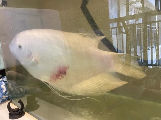 魚充血的圖片，魚充血常見病因與處理方案對照表