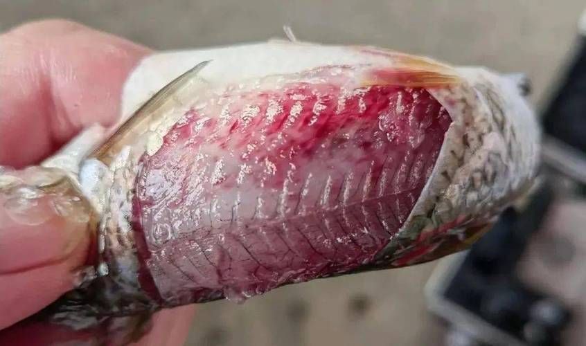 魚充血的圖片，魚充血常見病因與處理方案對照表