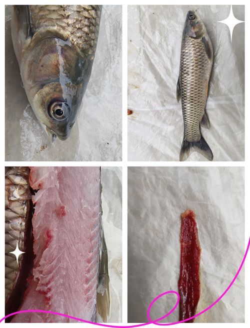 魚充血的圖片，魚充血常見病因與處理方案對照表