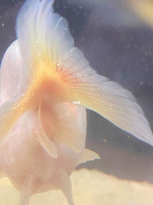 魚充血的圖片，魚充血常見病因與處理方案對照表