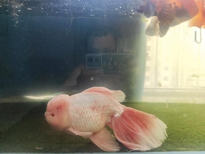 魚充血的圖片，魚充血常見病因與處理方案對照表