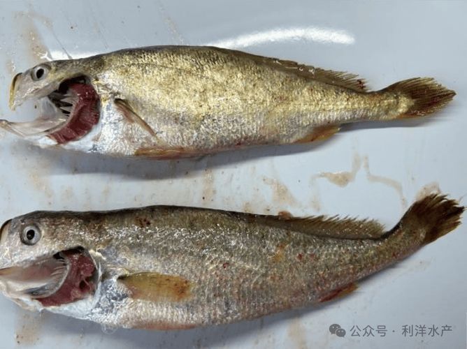 黃鰭鯧魚有哪些常見疾病，黃鰭鯧魚（pampuspunctatissimus）