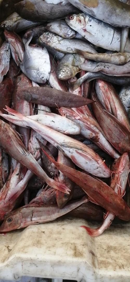 如何判斷紅頭魚是否新鮮，判斷紅頭魚是否新鮮是確保美味的關鍵，如何判斷紅頭魚是否新鮮