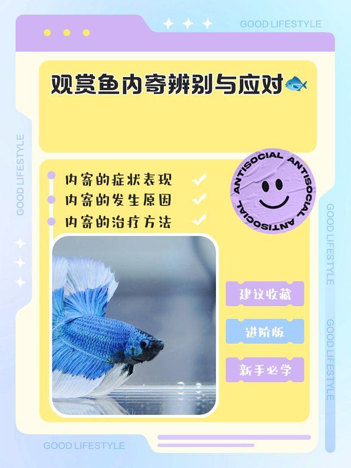 龍魚內寄和外寄哪個更危險，物健康志，觀賞魚內寄和外寄是兩種不同的寄生蟲 龍魚內寄和外寄哪個更危險，物健康志，觀賞魚內寄和外寄是兩種不同的寄生蟲 龍魚百科 第2張
