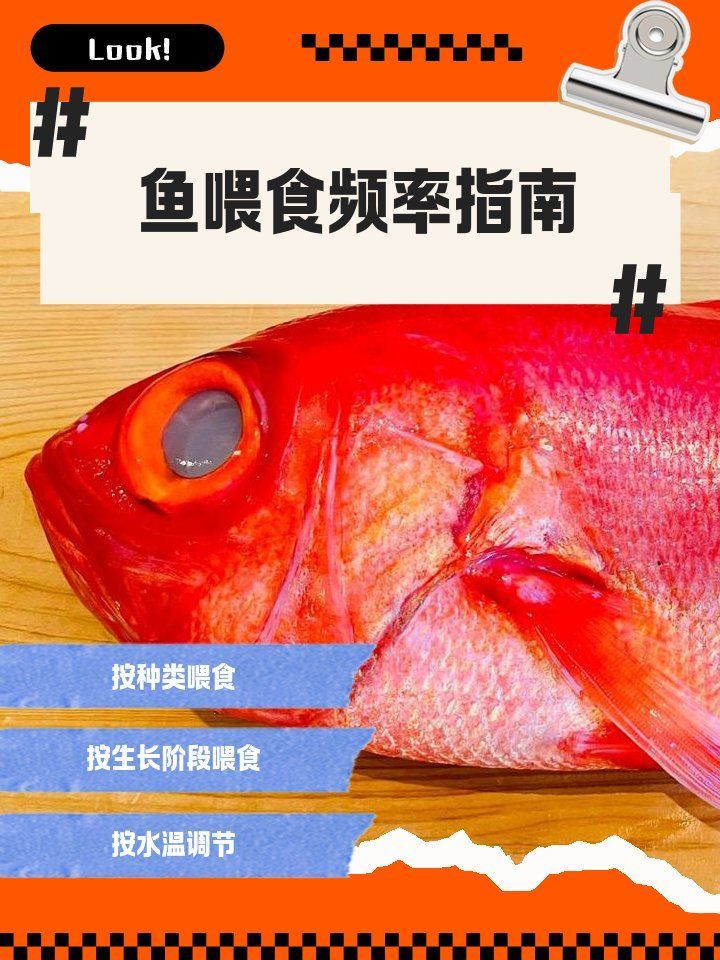金龍魚一天應(yīng)該吃多少次食物？，金龍魚一天喂多少次食物金龍魚一天喂多少次食物 金龍魚一天應(yīng)該吃多少次食物？，金龍魚一天喂多少次食物金龍魚一天喂多少次食物 龍魚百科 第3張