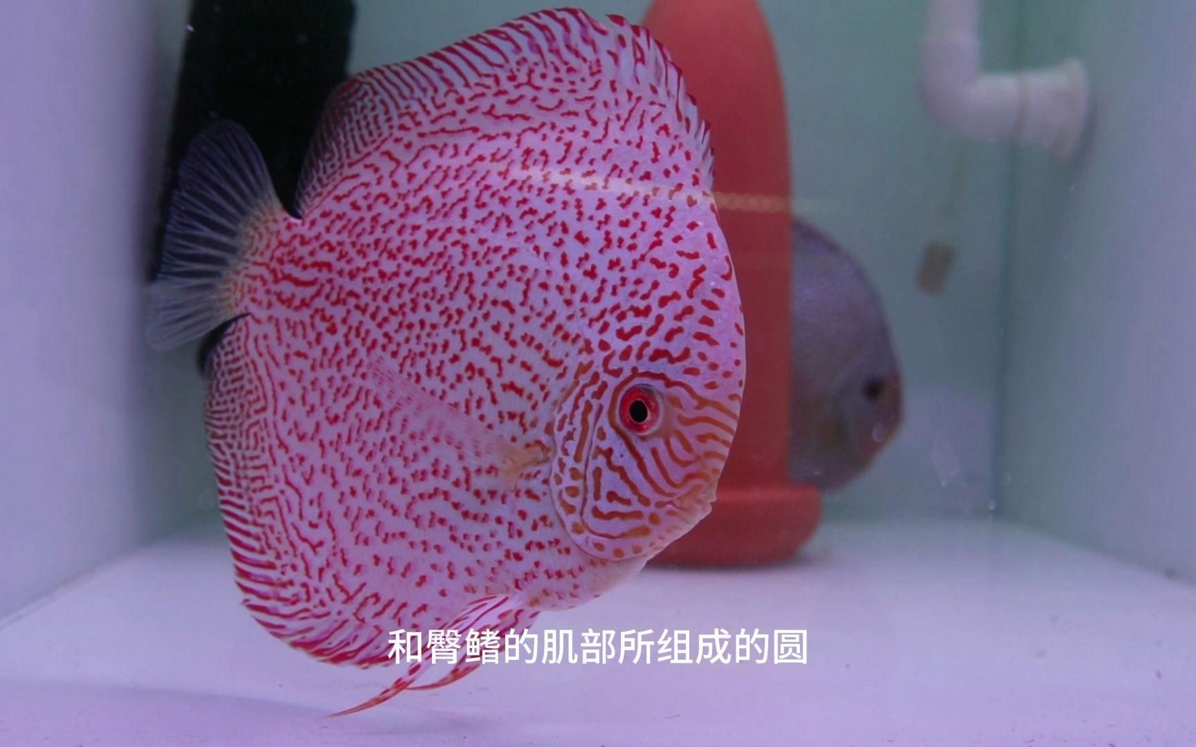如何判斷七彩神仙魚的品相？，判斷七彩神仙魚的品相主要從以下幾個方面進行判斷 如何判斷七彩神仙魚的品相？，判斷七彩神仙魚的品相主要從以下幾個方面進行判斷 龍魚百科 第11張
