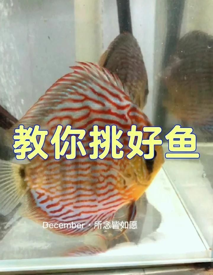 如何判斷七彩神仙魚的品相？，判斷七彩神仙魚的品相主要從以下幾個方面進行判斷 如何判斷七彩神仙魚的品相？，判斷七彩神仙魚的品相主要從以下幾個方面進行判斷 龍魚百科 第10張