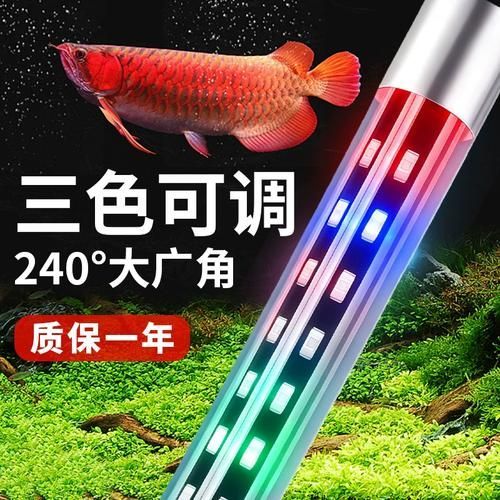 龍魚體色如何增艷？，如何讓龍魚體色更加鮮艷奪目 龍魚體色如何增艷？，如何讓龍魚體色更加鮮艷奪目 龍魚百科 第9張