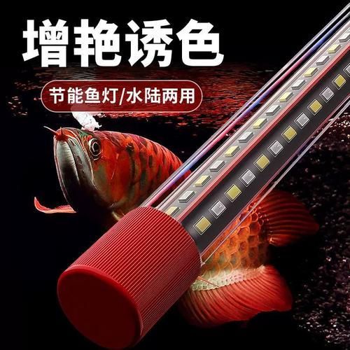 龍魚體色如何增艷？，如何讓龍魚體色更加鮮艷奪目 龍魚體色如何增艷？，如何讓龍魚體色更加鮮艷奪目 龍魚百科 第10張