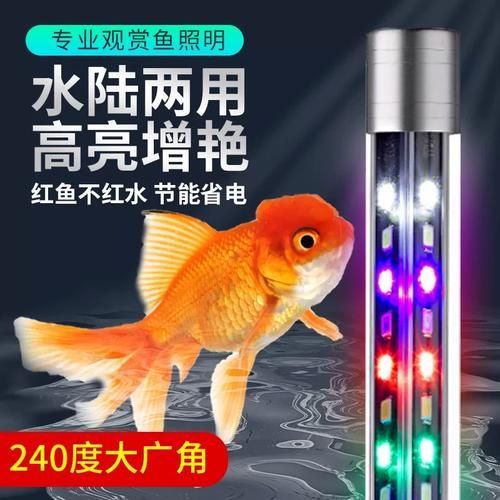 龍魚體色如何增艷？，如何讓龍魚體色更加鮮艷奪目 龍魚體色如何增艷？，如何讓龍魚體色更加鮮艷奪目 龍魚百科 第12張
