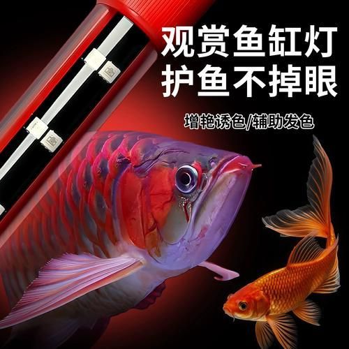 龍魚體色如何增艷？，如何讓龍魚體色更加鮮艷奪目 龍魚體色如何增艷？，如何讓龍魚體色更加鮮艷奪目 龍魚百科 第8張