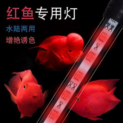 龍魚體色如何增艷？，如何讓龍魚體色更加鮮艷奪目 龍魚體色如何增艷？，如何讓龍魚體色更加鮮艷奪目 龍魚百科 第11張