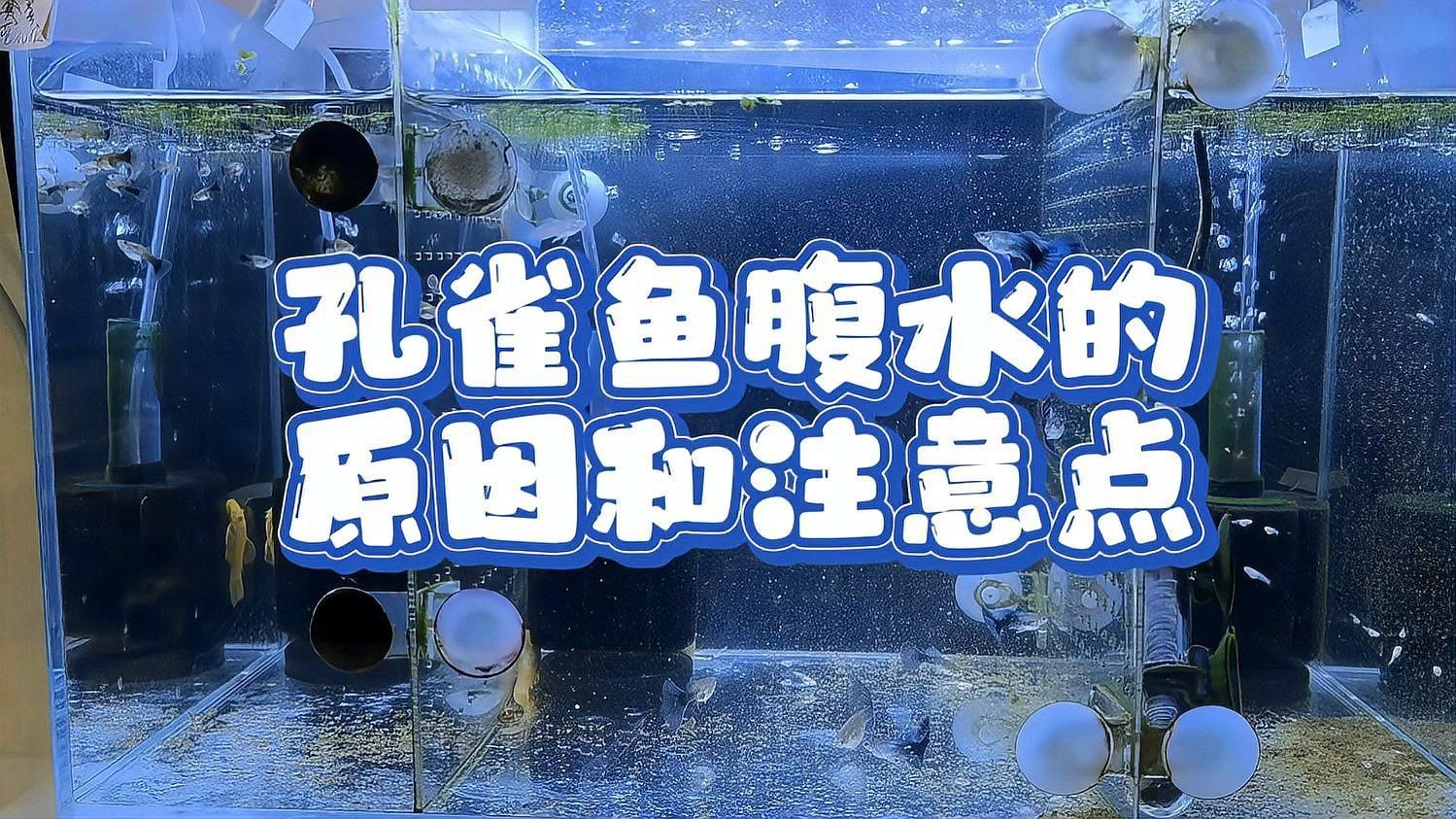 腹水魚還有救嗎，腹水魚還有救嗎,腹水魚能否救活， 腹水魚還有救嗎，腹水魚還有救嗎,腹水魚能否救活， 龍魚百科 第2張