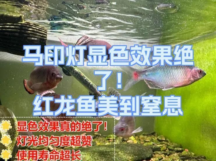 如何判斷龍魚烤色燈的好壞，如何判斷龍魚烤色燈好壞 如何判斷龍魚烤色燈的好壞，如何判斷龍魚烤色燈好壞 龍魚百科 第6張