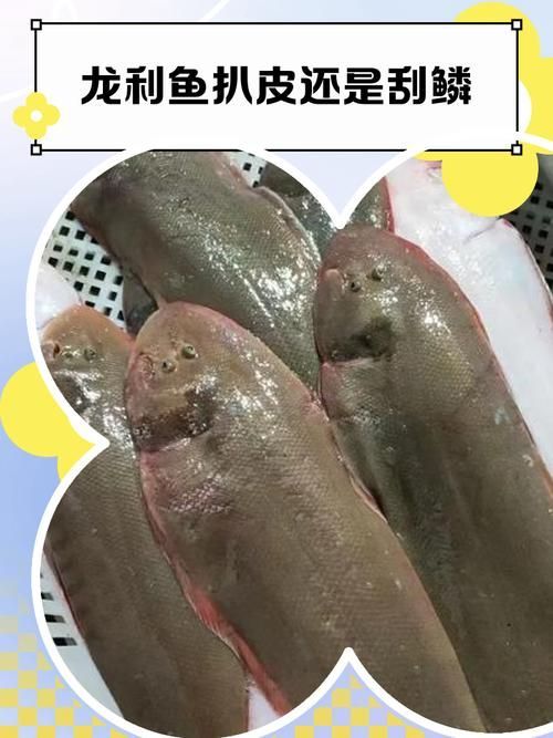 如何判斷龍魚嘴脫皮是否感染?,————專業診斷龍魚嘴脫皮是否感染 龍魚百科 第9張 如何判斷龍魚嘴脫皮是否感染?,————專業診斷龍魚嘴脫皮是否感染 如何判斷龍魚嘴脫皮是否感染?,————專業診斷龍魚嘴脫皮是否感染 龍魚百科 第9張
