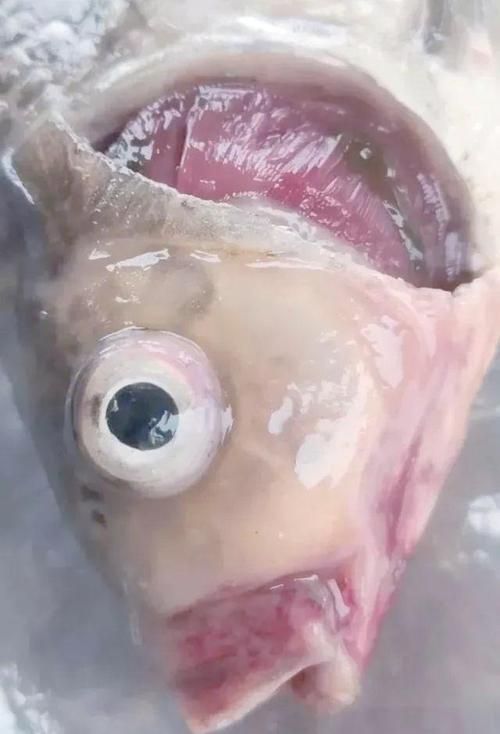 如何判斷龍魚嘴脫皮是否感染？，————專業診斷龍魚嘴脫皮是否感染