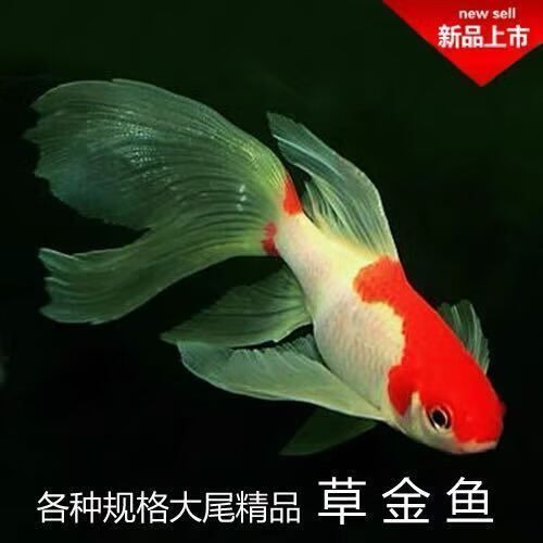 如何預防龍魚吃活魚被卡住？ 如何預防龍魚吃活魚被卡住？ 龍魚百科 第4張