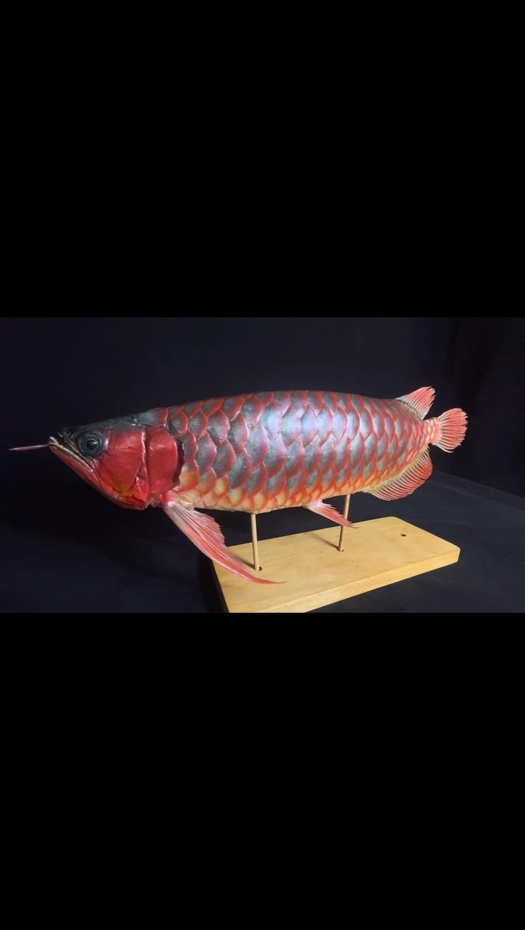 龍魚標本制作多久能完成，龍魚標本制作的時間取決于多個因素，包括大小、復雜程度以及制作者的熟練度 龍魚標本制作多久能完成，龍魚標本制作的時間取決于多個因素，包括大小、復雜程度以及制作者的熟練度 龍魚百科