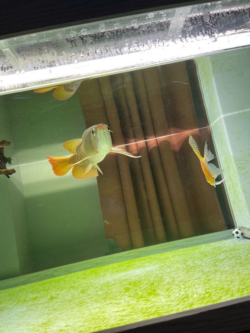 如何判斷紅龍魚是否處于“老頭魚”狀態？，如何判斷紅龍魚是否處于“老頭魚”狀態 如何判斷紅龍魚是否處于“老頭魚”狀態？，如何判斷紅龍魚是否處于“老頭魚”狀態 龍魚百科 第8張