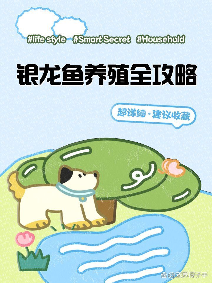 銀龍魚飼養需要哪些設備 銀龍魚飼養需要哪些設備 龍魚百科 第2張