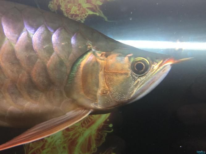 如何判斷紅龍魚鰓蓋恢復情況，arxiv論文助手判斷紅龍魚鰓蓋恢復情況的判斷標準 如何判斷紅龍魚鰓蓋恢復情況，arxiv論文助手判斷紅龍魚鰓蓋恢復情況的判斷標準 龍魚百科 第4張