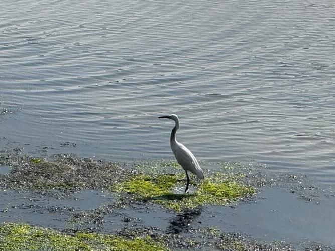 鷹手營子礦龍魚的血統如何？，“鷹手營子礦龍魚的血統主要來源于中國北方地區的血統 鷹手營子礦龍魚的血統如何？，“鷹手營子礦龍魚的血統主要來源于中國北方地區的血統 龍魚百科 第1張