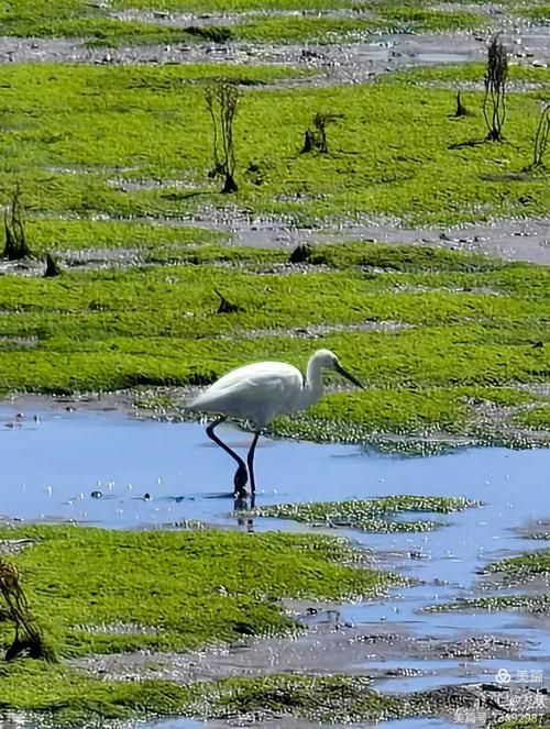 鷹手營子礦龍魚的血統如何？，“鷹手營子礦龍魚的血統主要來源于中國北方地區的血統 鷹手營子礦龍魚的血統如何？，“鷹手營子礦龍魚的血統主要來源于中國北方地區的血統 龍魚百科 第6張
