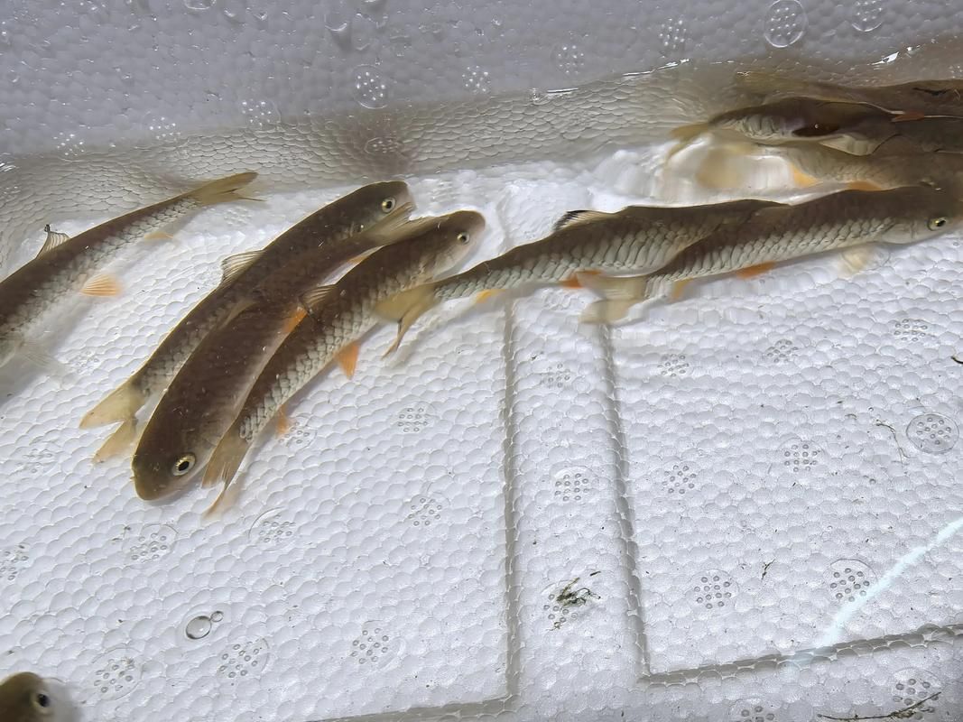 能否提供更多關(guān)于西安魚苗批發(fā)的圖片 能否提供更多關(guān)于西安魚苗批發(fā)的圖片 龍魚百科 第12張