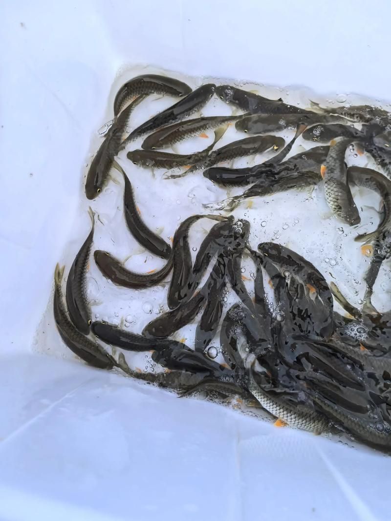 能否提供更多關(guān)于西安魚苗批發(fā)的圖片 能否提供更多關(guān)于西安魚苗批發(fā)的圖片 龍魚百科 第15張