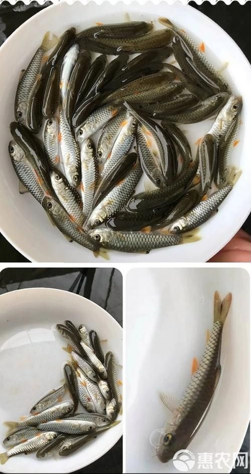 能否提供更多關(guān)于西安魚苗批發(fā)的圖片 能否提供更多關(guān)于西安魚苗批發(fā)的圖片 龍魚百科 第17張