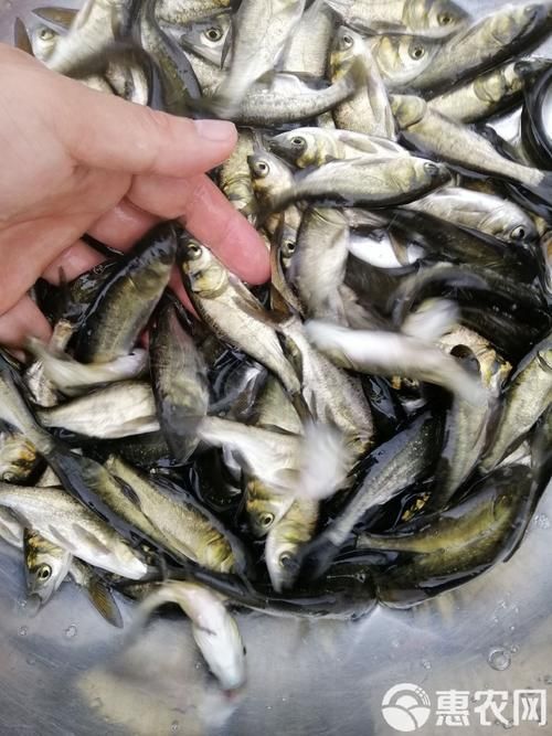 能否提供更多關(guān)于西安魚苗批發(fā)的圖片 能否提供更多關(guān)于西安魚苗批發(fā)的圖片 龍魚百科 第14張