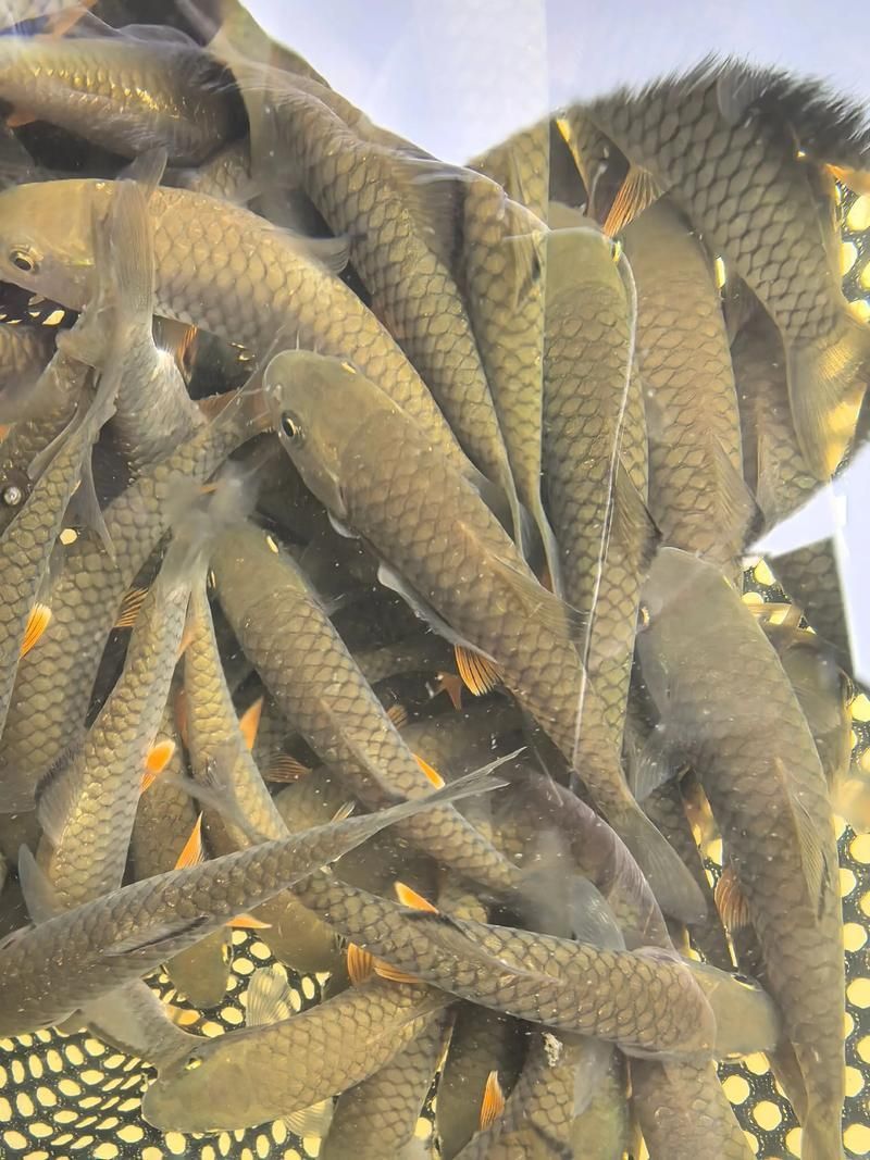 能否提供更多關(guān)于西安魚苗批發(fā)的圖片 能否提供更多關(guān)于西安魚苗批發(fā)的圖片 龍魚百科 第10張