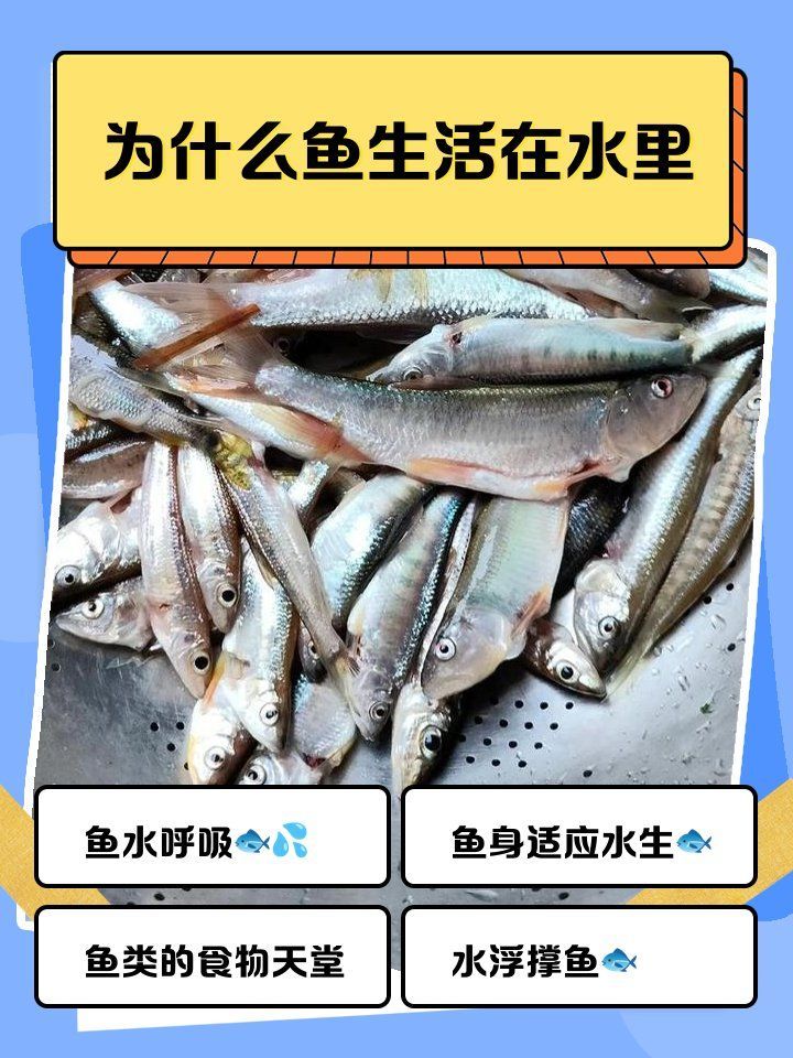 如何判斷烏龜和魚是否適應，如何判斷烏龜和魚是否適應， 如何判斷烏龜和魚是否適應，如何判斷烏龜和魚是否適應， 龍魚百科 第2張