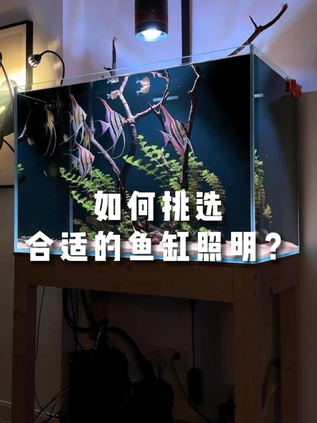 如何選擇適合魚缸的光源，如何選擇適合的魚缸光源 如何選擇適合魚缸的光源，如何選擇適合的魚缸光源 龍魚百科 第2張