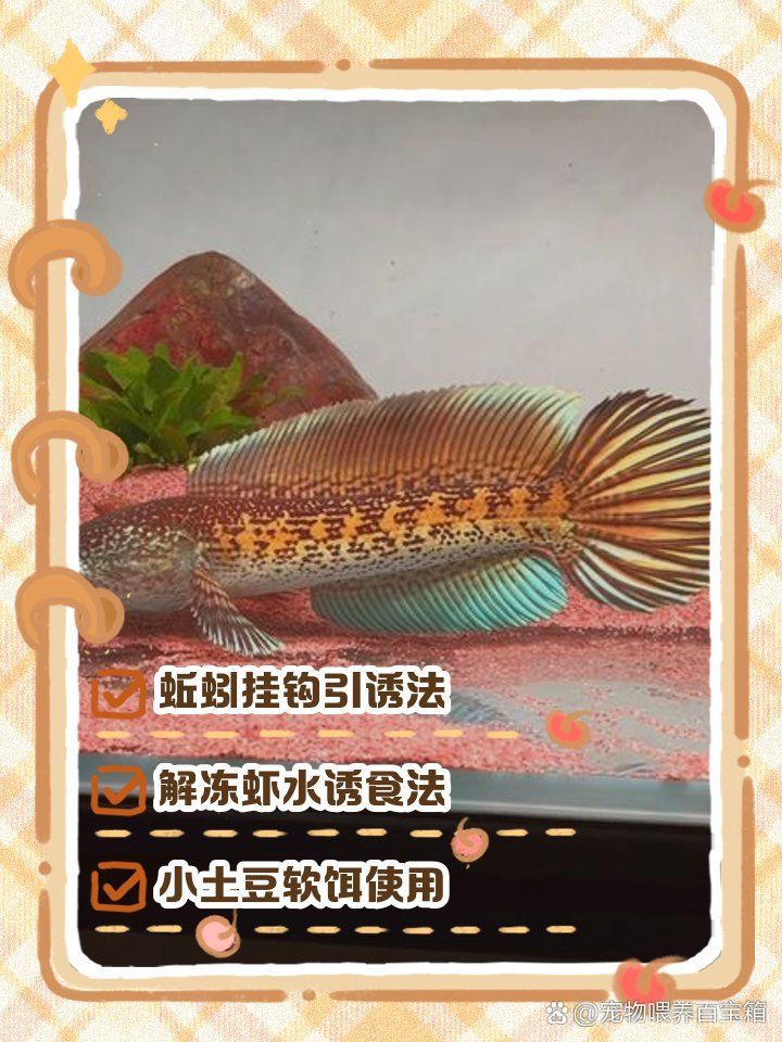 抓雷龍魚需要哪些技巧，抓雷龍魚有哪些技巧 抓雷龍魚需要哪些技巧，抓雷龍魚有哪些技巧 龍魚百科 第1張